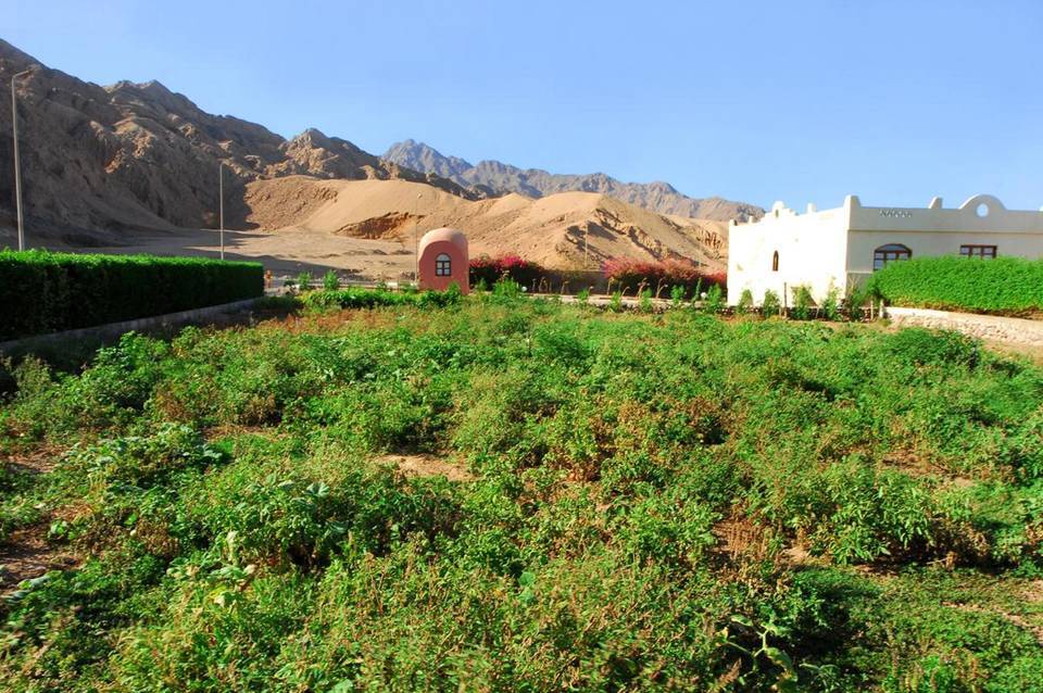 Tropitel Dahab Oasis 4