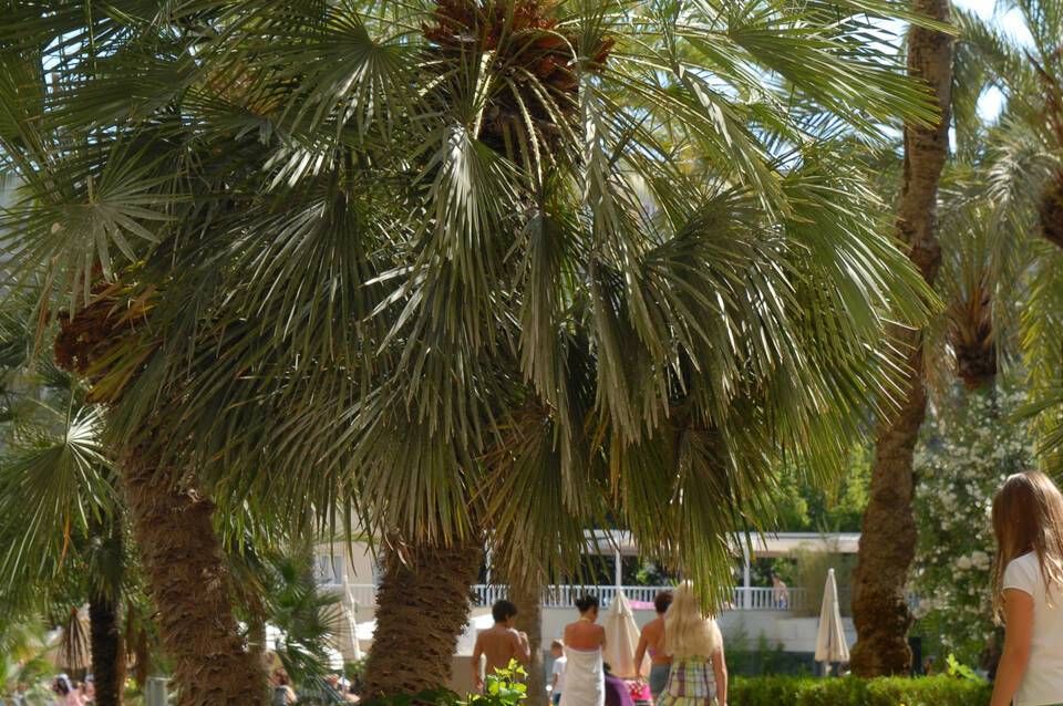 Protur Palmeras Playa Hotel 4