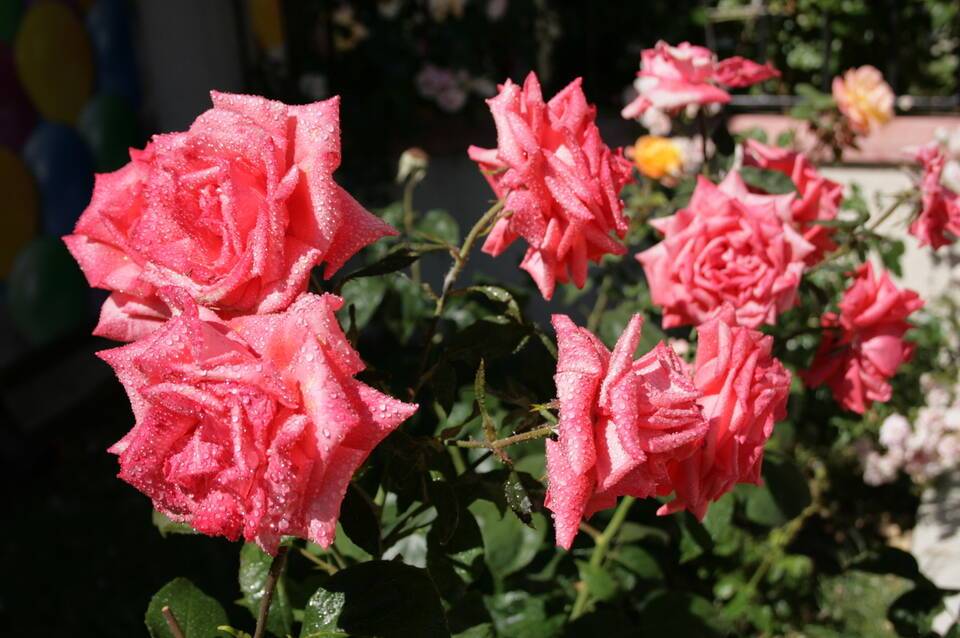 Hotel Rose Village 4