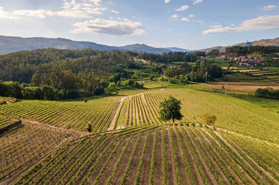 Vila Galé Collection Ponte de Lima Vineyards 3