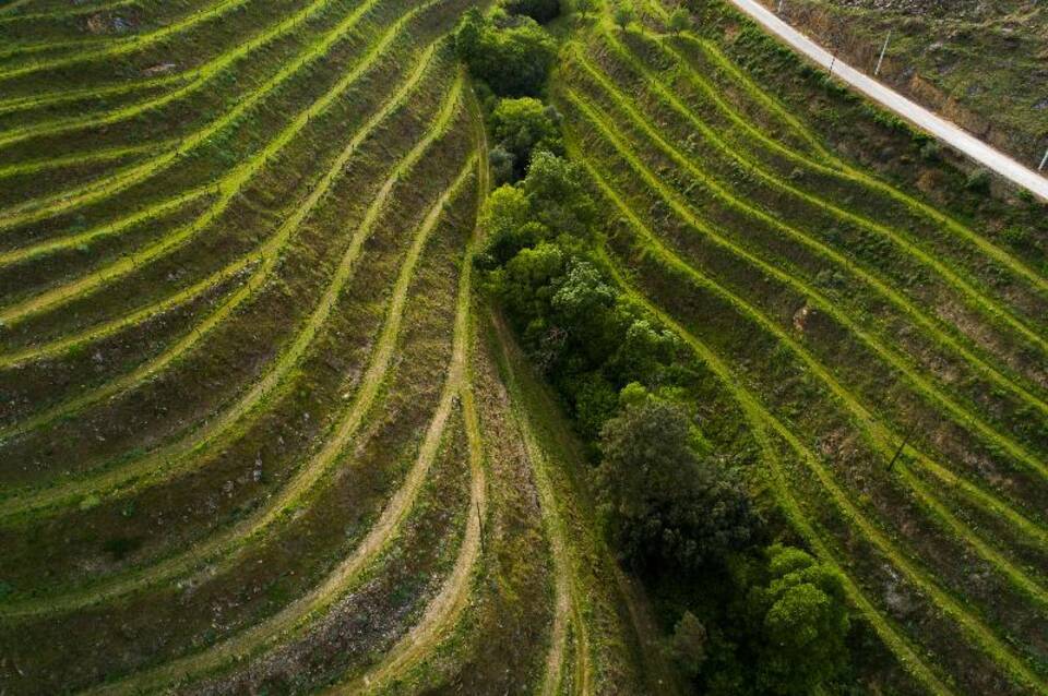 Vila Gale Douro Vineyards 5