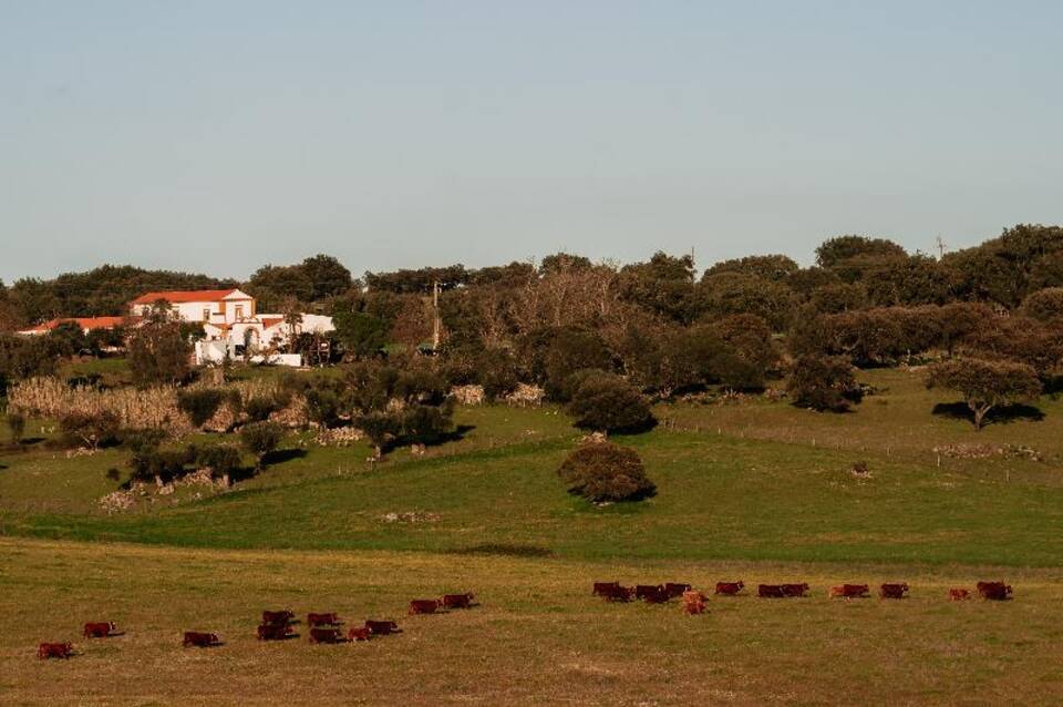 Herdade dos Moreiros 4